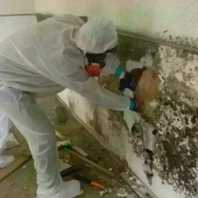 Mold Remediation and Removal in Door County, WI